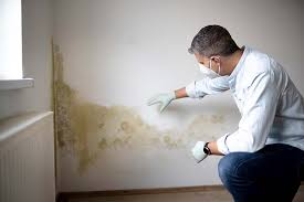 Best Environmental Consulting for Mold Prevention  in Northport, AL